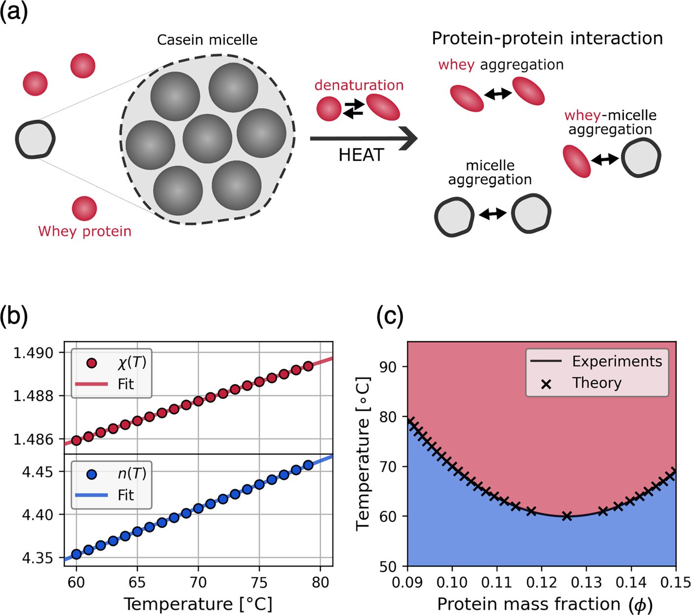Paper Figure 4: casein micelles and whey proteins aggregating on heating; chi and n rising with temperature; theory matching the experimental binodal
