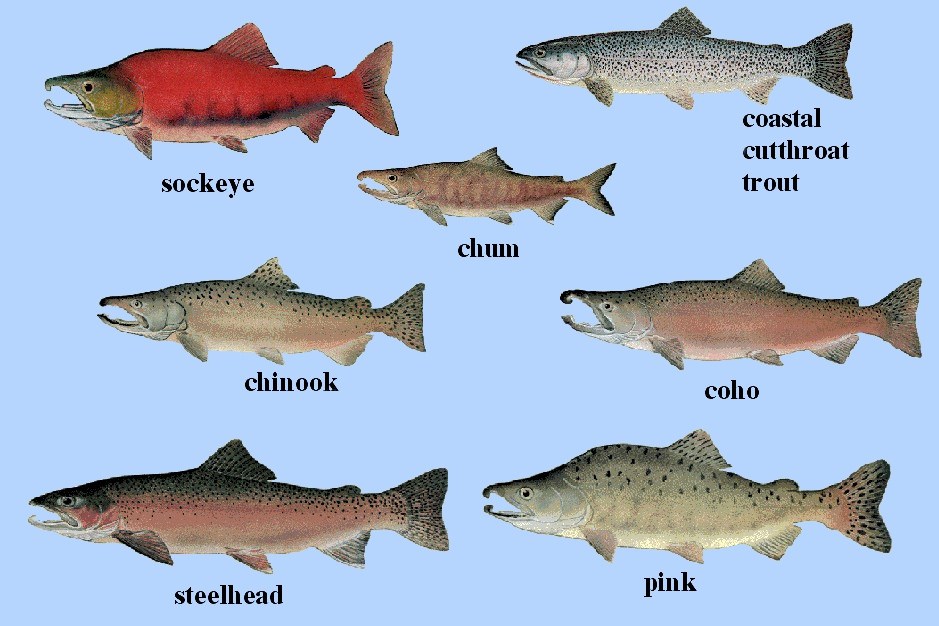 Illustrated chart of salmon and trout species: sockeye, chum, coastal cutthroat trout, chinook, coho, steelhead and pink