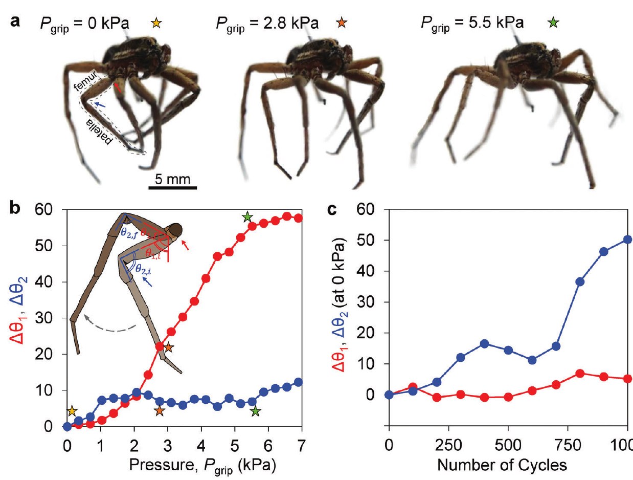 Paper Figure 3: the spider at 0, 2.8 and 5.5 kPa, joint angle against pressure, and joint angle drift over 1000 cycles