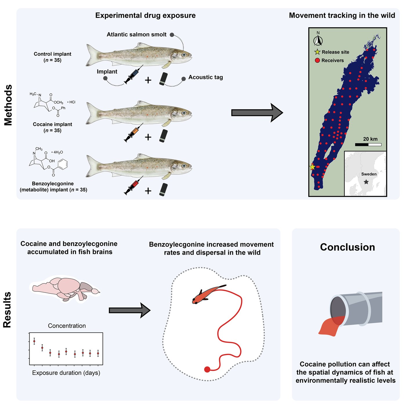 Paper graphical abstract: three groups of salmon smolts get a control, cocaine or benzoylecgonine implant plus an acoustic tag, then are tracked across Lake Vättern; results show the drugs in fish brains and wider movement
