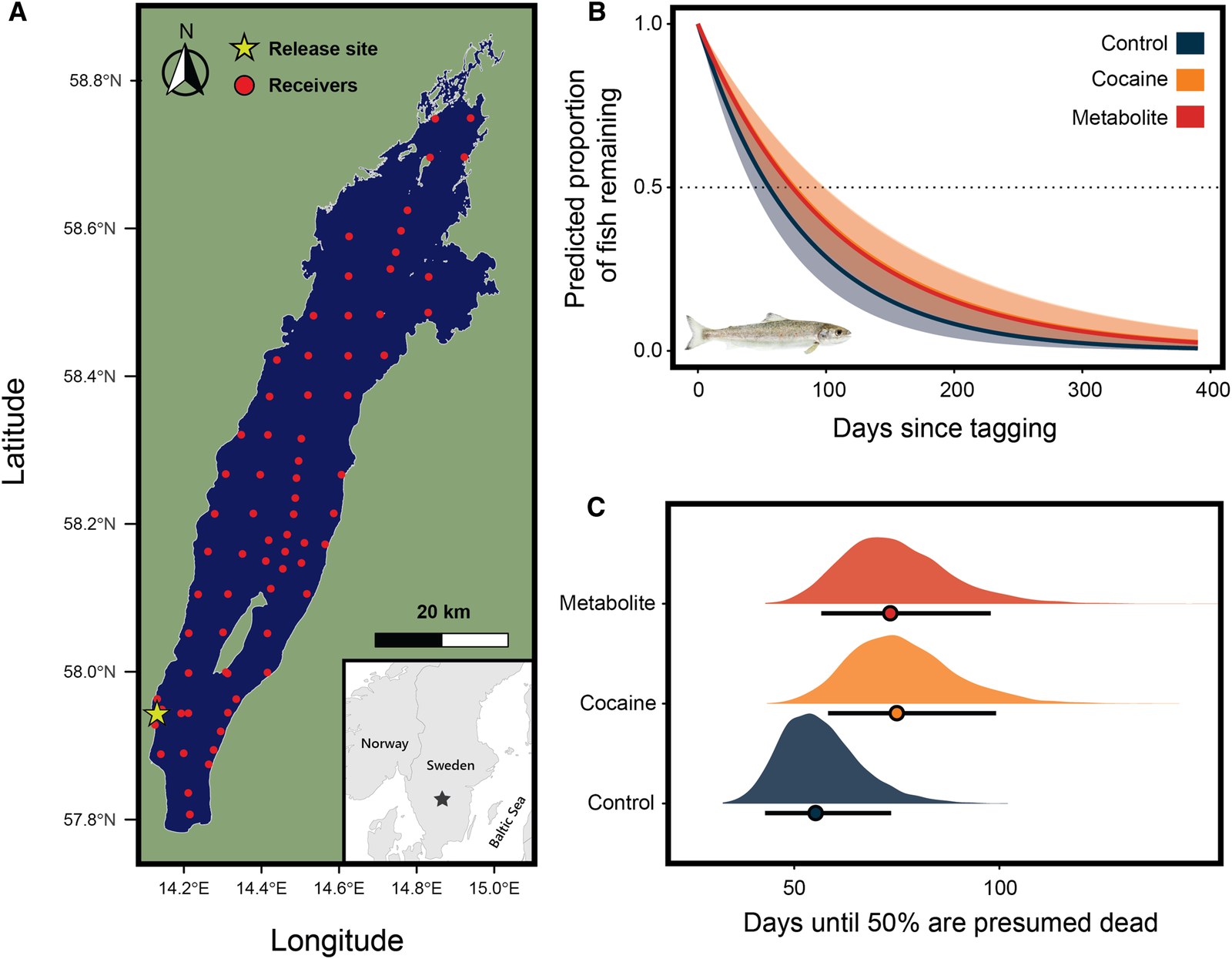 Paper Figure 1: map of Lake Vättern with 71 receivers and the release site; survival curves and days until half presumed dead for each group