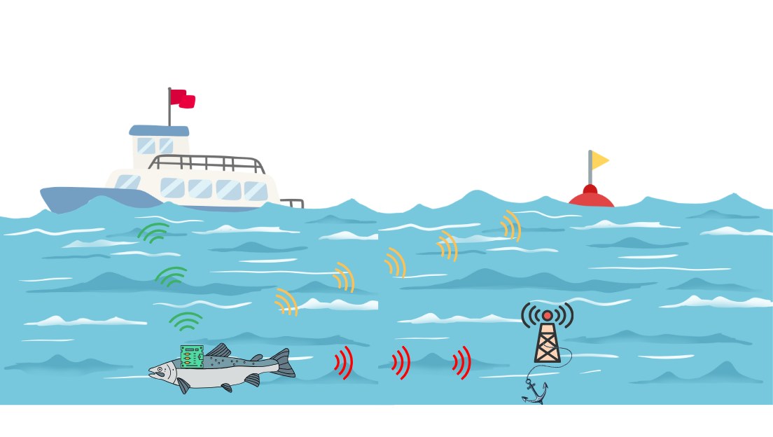 Illustration: a tagged salmon sends sound pings through the water to an anchored receiver, with a research boat and a marker buoy on the surface