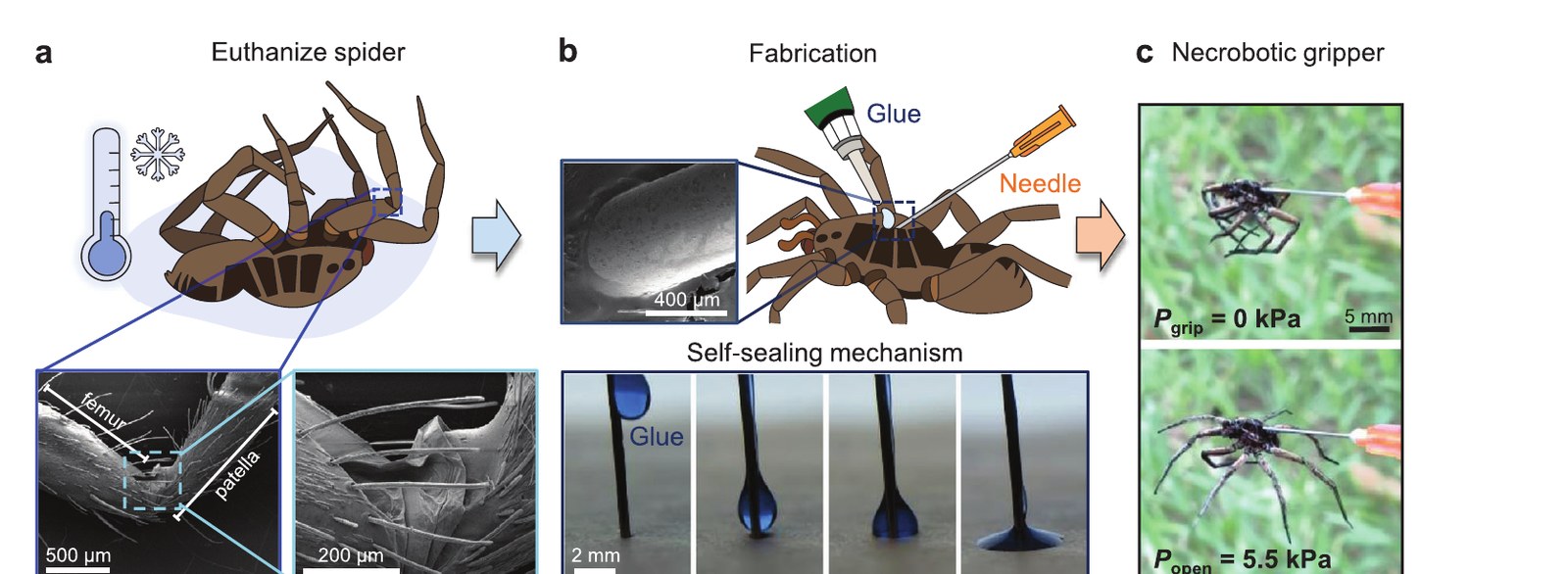 Paper Figure 1: euthanising the spider by cold, inserting a needle sealed with glue, and the finished gripper closed at 0 kPa and open at 5.5 kPa