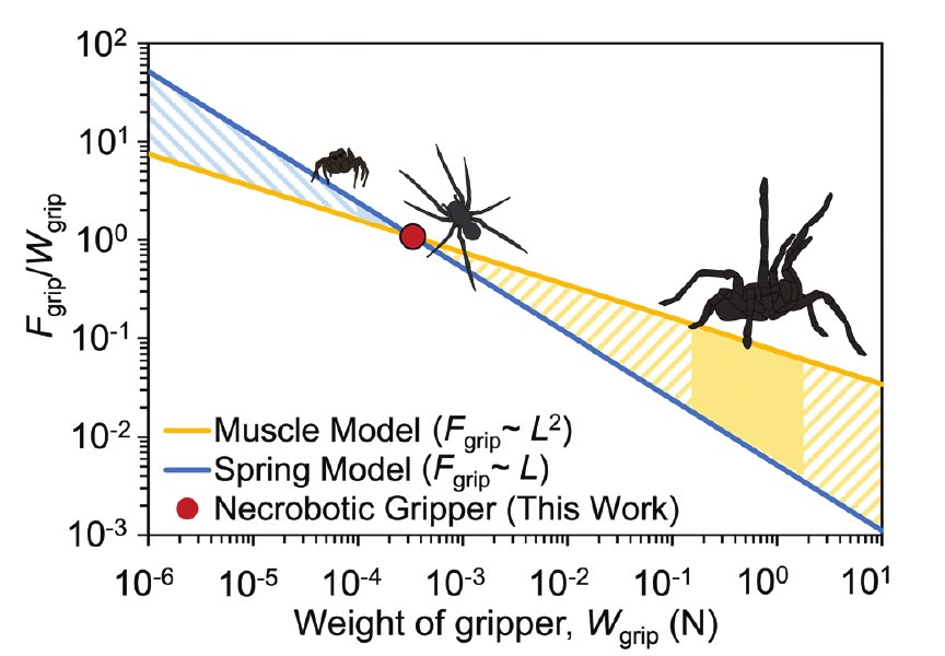 Paper Figure 5: log-log plot of grip force to weight ratio against gripper weight, with muscle and spring scaling lines and spider silhouettes